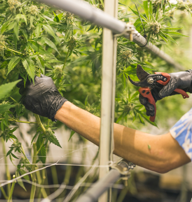 Indoor Cannabis Cleanrooms | Motor City Grow Systems - MCGS-Clean2