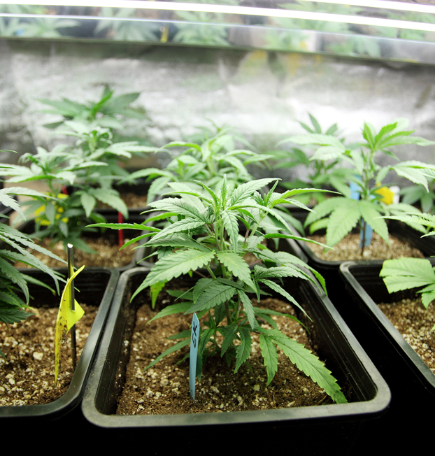 Fully Customizable Indoor Cannabis Grow Rooms | Motor City - MCGS-Custom1