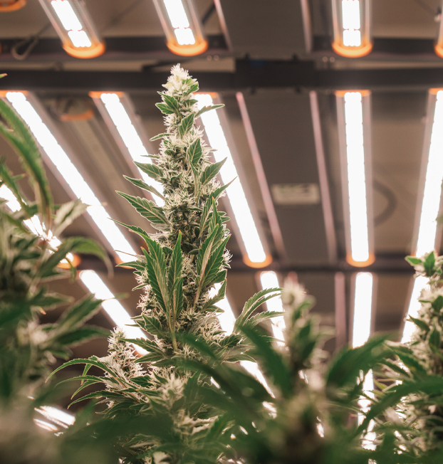 Professional Indoor Marijuana Grow Room | Motor City Grow - MCGS-GrowRoom1