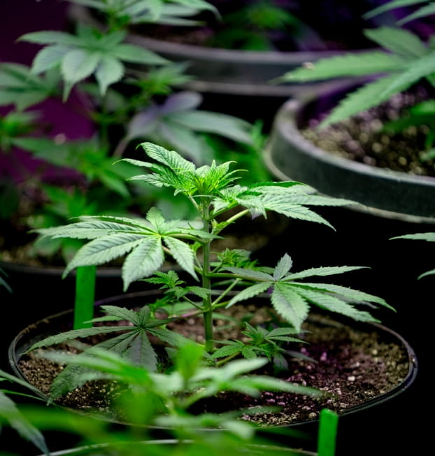Cannabis Grow System Technology
